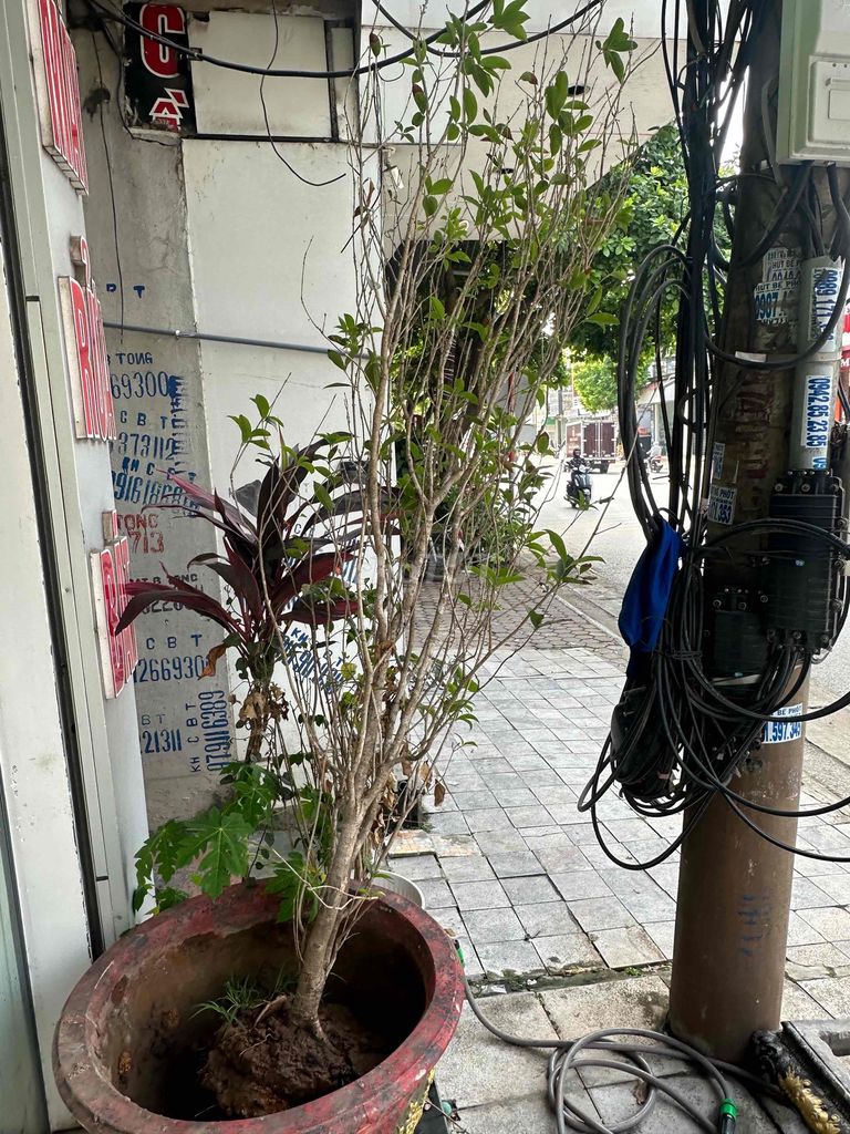 Cây Mộc Hương và cây xoài kèm chậu chân đế. Mua bán Cây cảnh, đồ trang trí tại Thành phố Thanh Hóa Thanh Hóa được đăng bởi Gia Bao hình 1