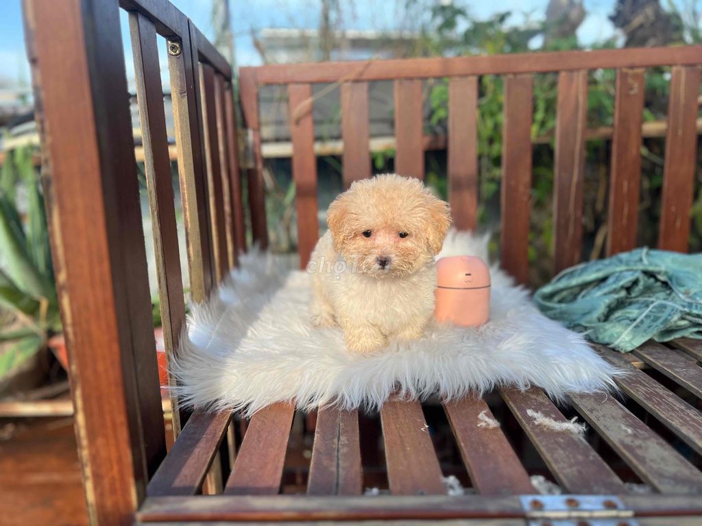 poodle xinh yêu mập lùn