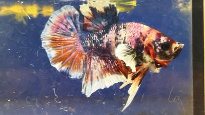 big ear koi. Mua bán Thú cưng khác tại Quận Bình Thạnh Tp Hồ Chí Minh được đăng bởi Nguyễn Trung Hiếu