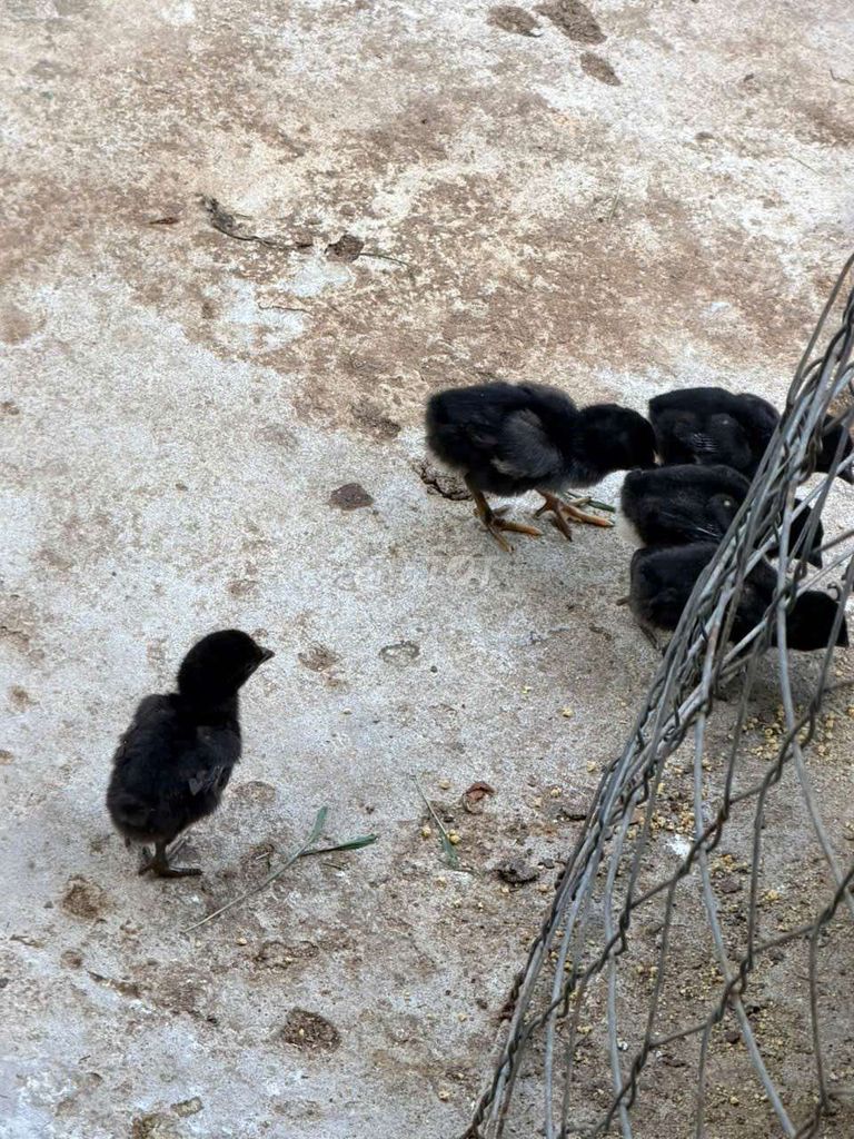 Gà Peru con đen 2 tháng đã tiêm. Mua bán Gà tại Huyện Thạnh Phú Bến Tre được đăng bởi Nguyễn Thuận Phúc hình 1