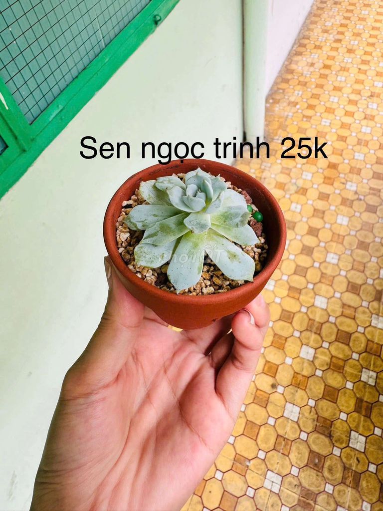 Sen đá