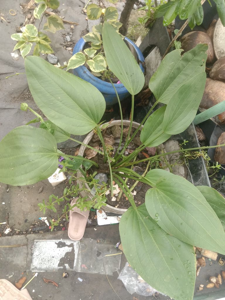 Lan nước Xanh lá. Mua bán Cây cảnh, đồ trang trí tại Huyện Phong Điền Cần Thơ được đăng bởi Trung hình 1