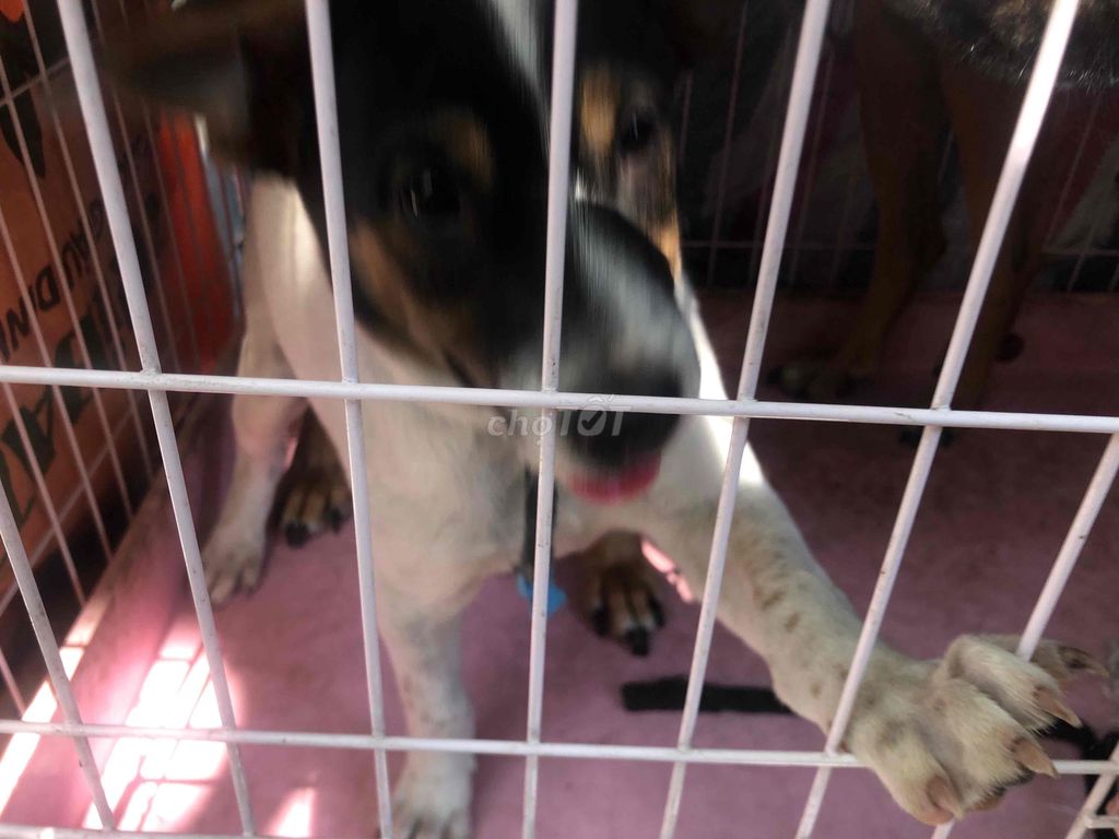 chó con lai phú quốc(đen,Trắng). Mua bán Chó tại Huyện Nhà Bè Tp Hồ Chí Minh được đăng bởi Đặng Duy hình 1