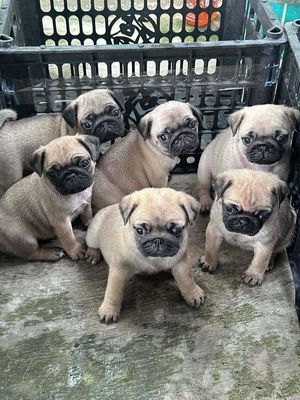 pug mặt xệ tại 22 nhơn hoà 9. Mua bán Chó tại Quận Cẩm Lệ Đà Nẵng được đăng bởi Anh Pet Shop