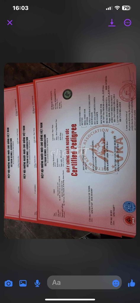 Rottweiler Đực 2 tuổi VKA. Mua bán Chó tại Quận 12 Tp Hồ Chí Minh được đăng bởi mai hoang an hình 4