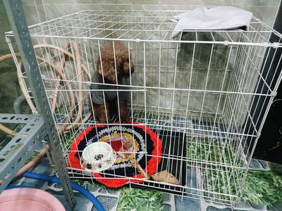 Chó Poodle màu Nâu. Mua bán Chó tại Quận Liên Chiểu Đà Nẵng được đăng bởi dương văn thịnh