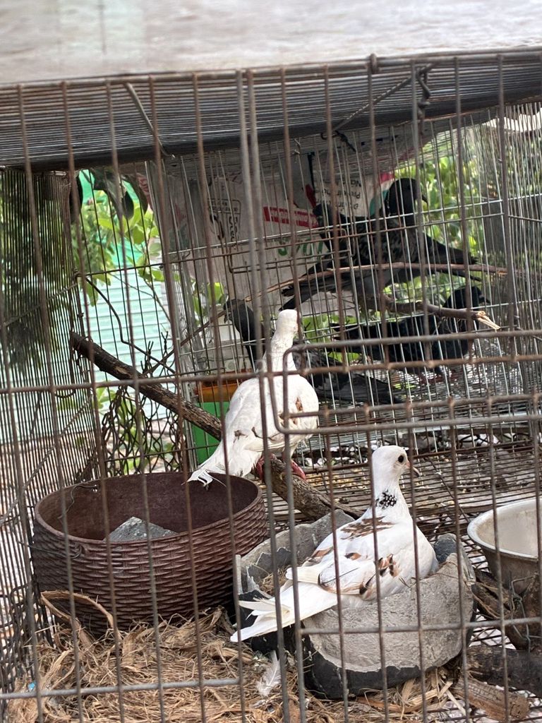 cặp Chim cu Thái Trắng Đen. Mua bán Chim tại Thị xã Tân Uyên Bình Dương được đăng bởi võ văn quốc hình 1