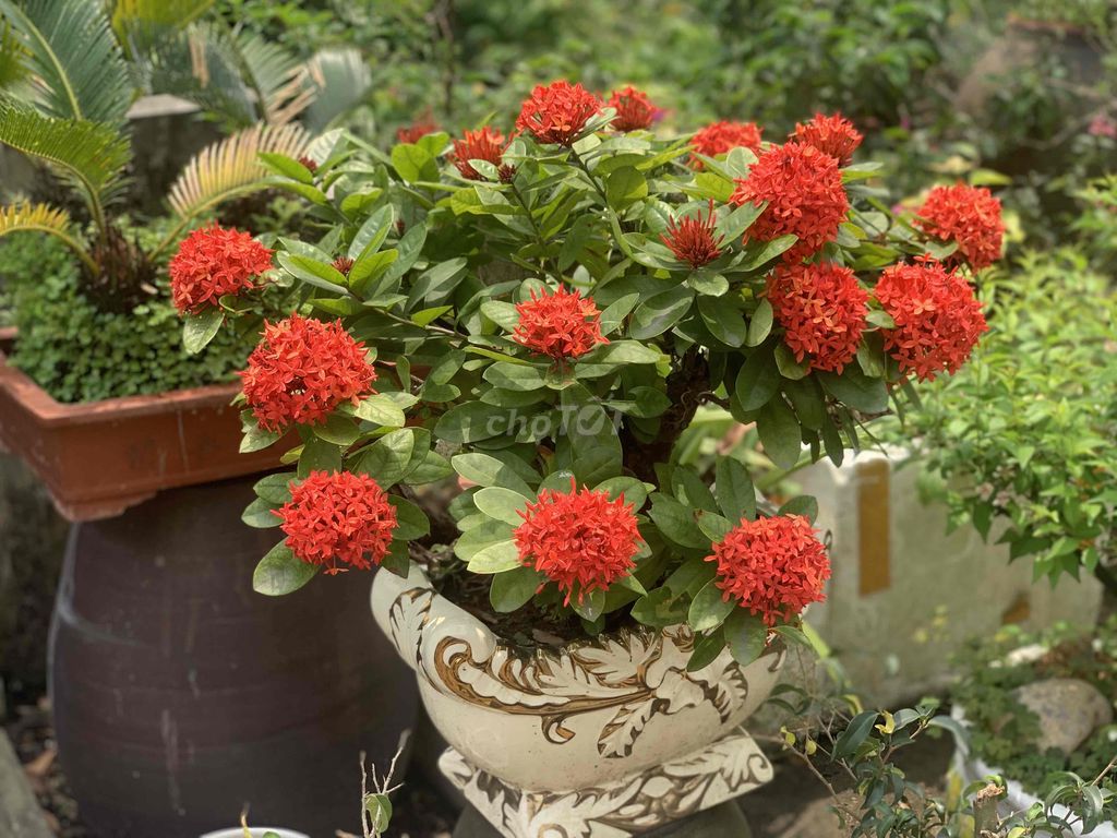 Mẫu đơn Bonsai. Mua bán Cây cảnh, đồ trang trí tại Huyện Hưng Hà Thái Bình được đăng bởi Hoang Anh hình 1