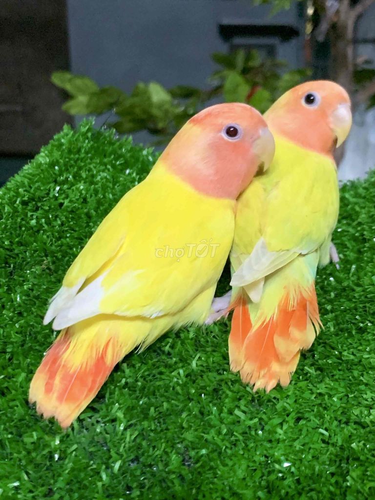 Vẹt cảnh Lovebird Vàng cam Mini. Mua bán Chim tại Quận Gò Vấp Tp Hồ Chí Minh được đăng bởi Huynh Anh hình 1