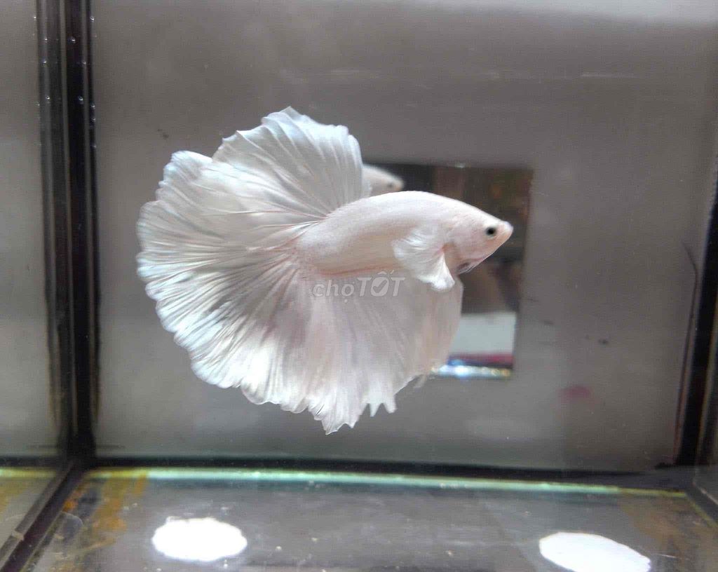 betta đumbo whiet halfmoon ( trống đẹp )