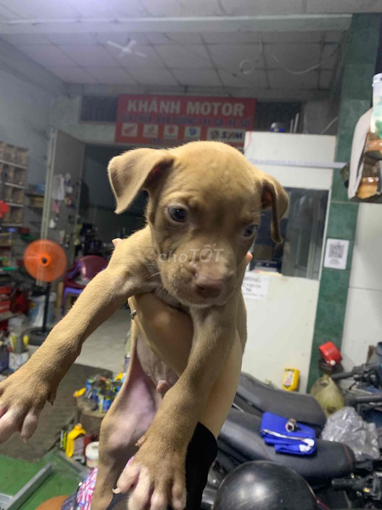 Chó Pitbull thuần chủng. Mua bán Chó tại Quận Bình Tân Tp Hồ Chí Minh được đăng bởi Anh Tài hình 1