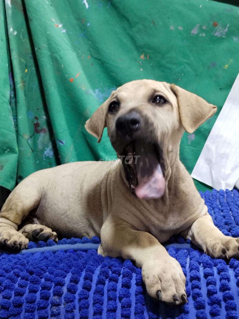 Chó Pit Bull lai đực đốm lưỡi coi nhà cho chủ. Mua bán Chó tại Quận Bình Tân Tp Hồ Chí Minh được đăng bởi Nguyễn Hằng hình 1