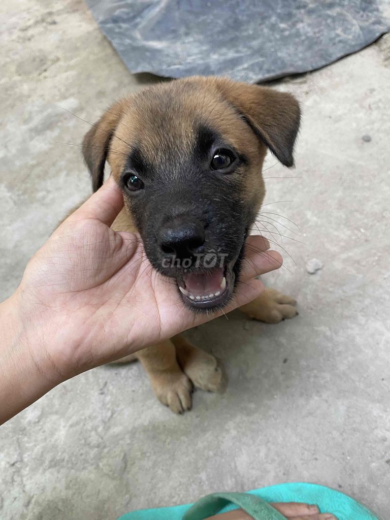 Chó con 2.5 tháng tuổi màu Nâu. Mua bán Chó tại Thành phố Thuận An Bình Dương được đăng bởi Phượng hình 1