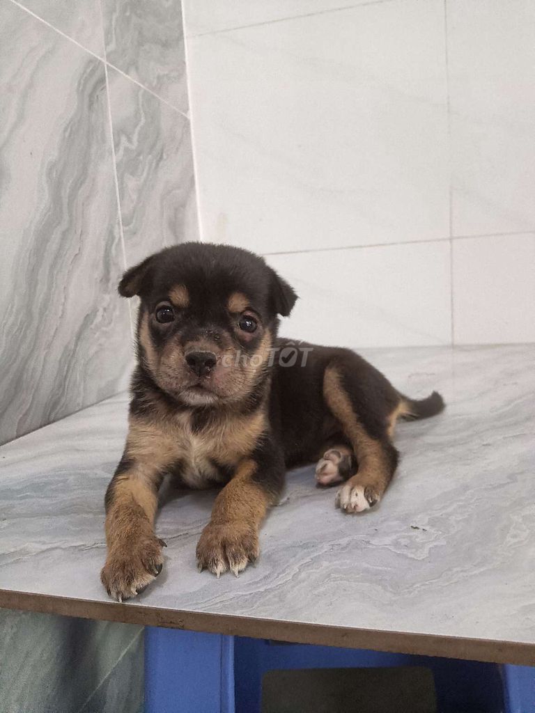 Chó Chihuahua f nhỏ nhắn dễ nuôi. Mua bán Chó tại Quận 6 Tp Hồ Chí Minh được đăng bởi Tăng Chí Lương  hình 1