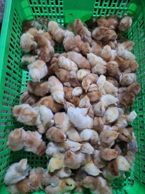 Gà ta thả vườn nhiều màu đã chích đầy đủ