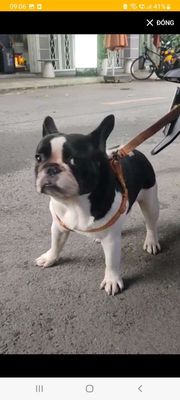Bán chó giống bull pháp đực thuần chủng