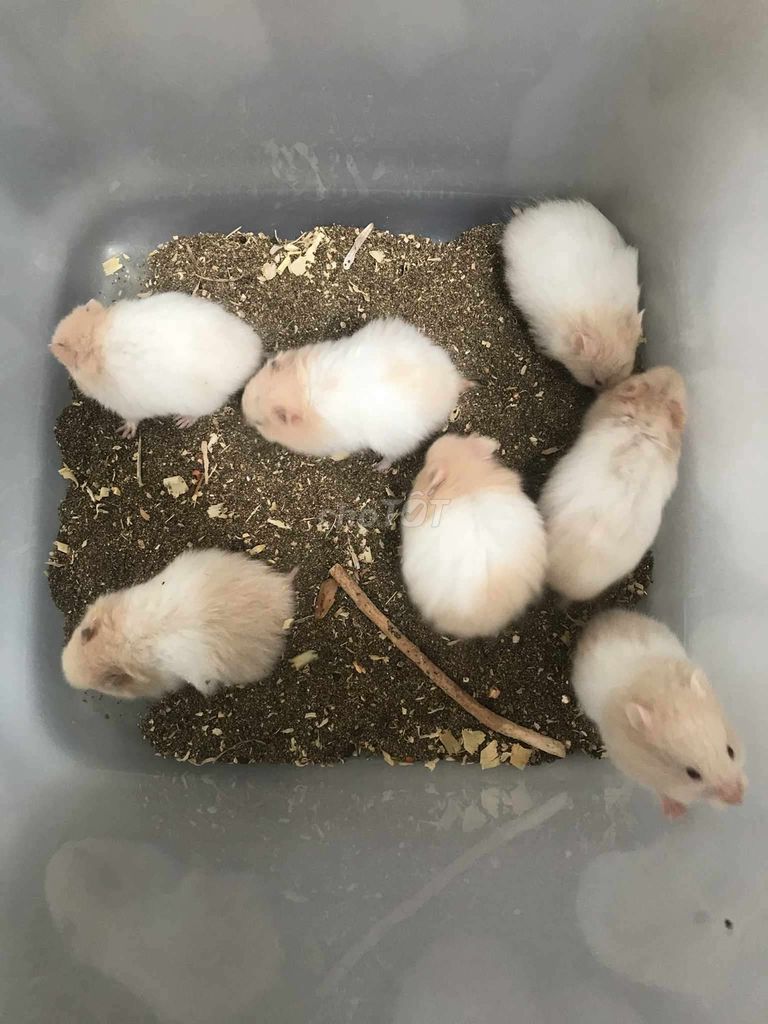 Hamster Bear xù lai 1 tháng Trắng Nâu. Mua bán Thú cưng khác tại Quận Bình Tân Tp Hồ Chí Minh được đăng bởi Ở trọ bày đặt bán chụtt hình 1