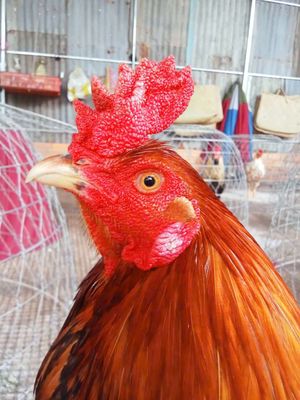 Vàng đuôi lau giáng cánh. Mua bán Gà tại Huyện Chợ Mới An Giang được đăng bởi phi long