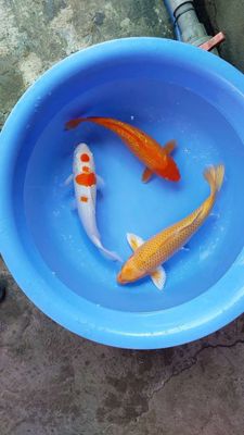 Cá koi f1 cân ký.. Mua bán Thú cưng khác tại Thành phố Thủ Đức Tp Hồ Chí Minh được đăng bởi Thien Hoang