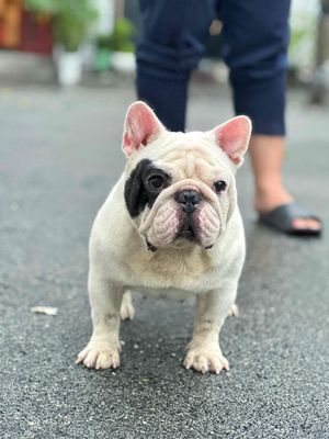 phoi giong bull phap