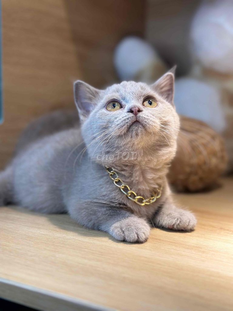 Mèo ALN Lilac chân ngắn. Mua bán Mèo tại Quận Ninh Kiều Cần Thơ được đăng bởi Bu pets hình 1