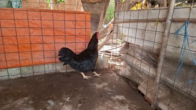 Mái lông cán vuông máng sói trang 2.4ki. Mua bán Gà tại Thành phố Thủ Đức Tp Hồ Chí Minh được đăng bởi Nguyễn văn hùng