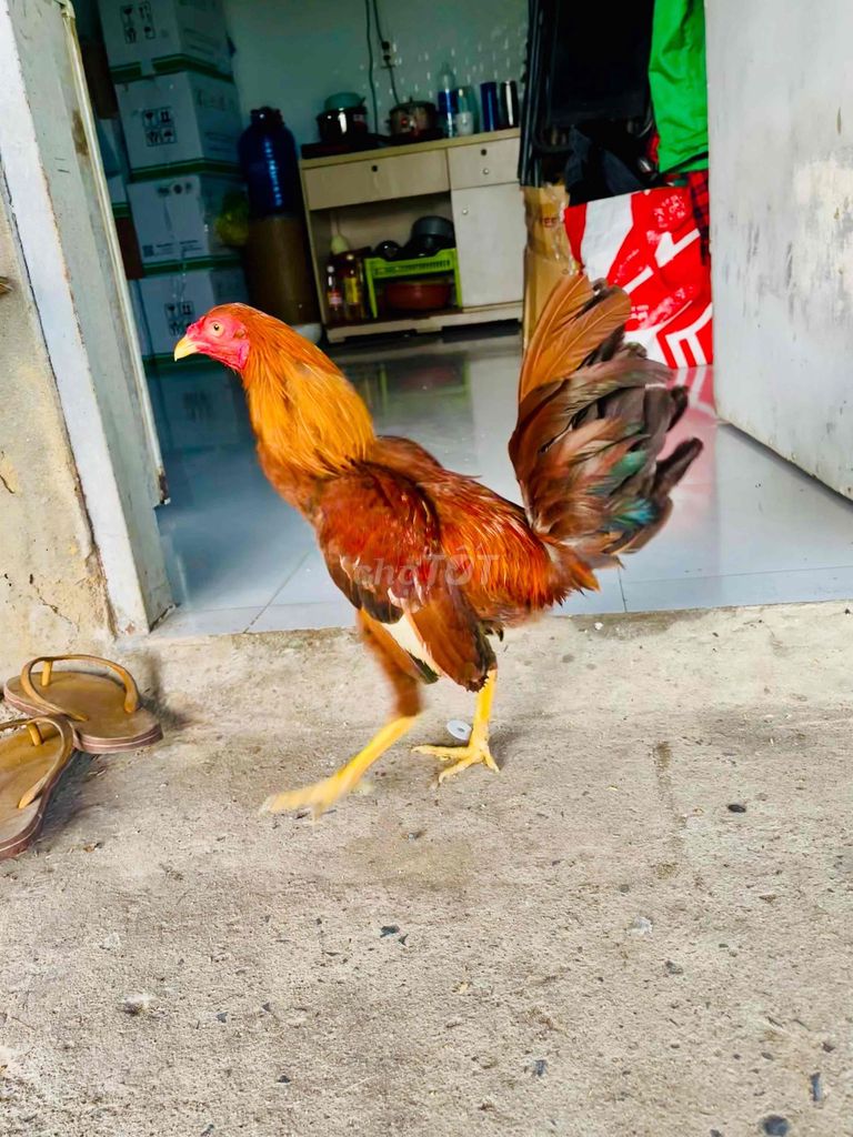 Khet Asil Mỹ hiện 1.2kg còn lên cho ae nuôi chơi. Mua bán Gà tại Quận Bình Thạnh Tp Hồ Chí Minh được đăng bởi Hạo Đông hình 1