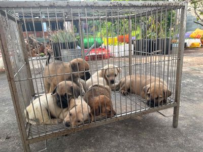 Chó pug lai cỏ