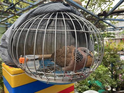 cu gáy mồi cây lỡ mã bắc. Mua bán Chim tại Quận 3 Tp Hồ Chí Minh được đăng bởi kha