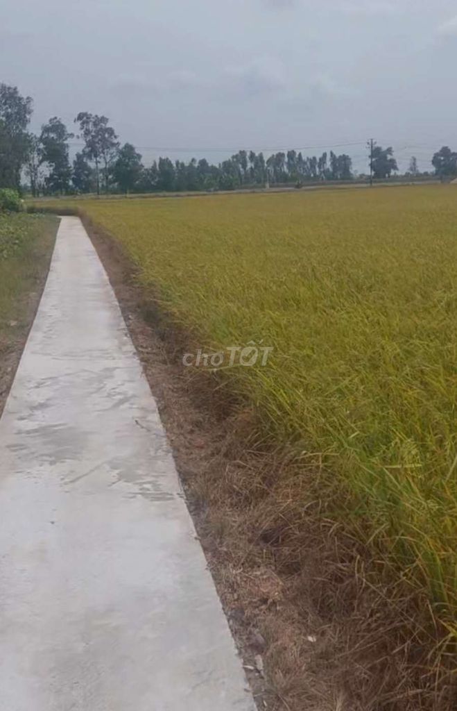 ĐẤT Nam Kỳ khỡi Nghĩa dt LỚN. Mua bán Đất tại Huyện Châu Thành Sóc Trăng được đăng bởi Toàn Ngô hình 4