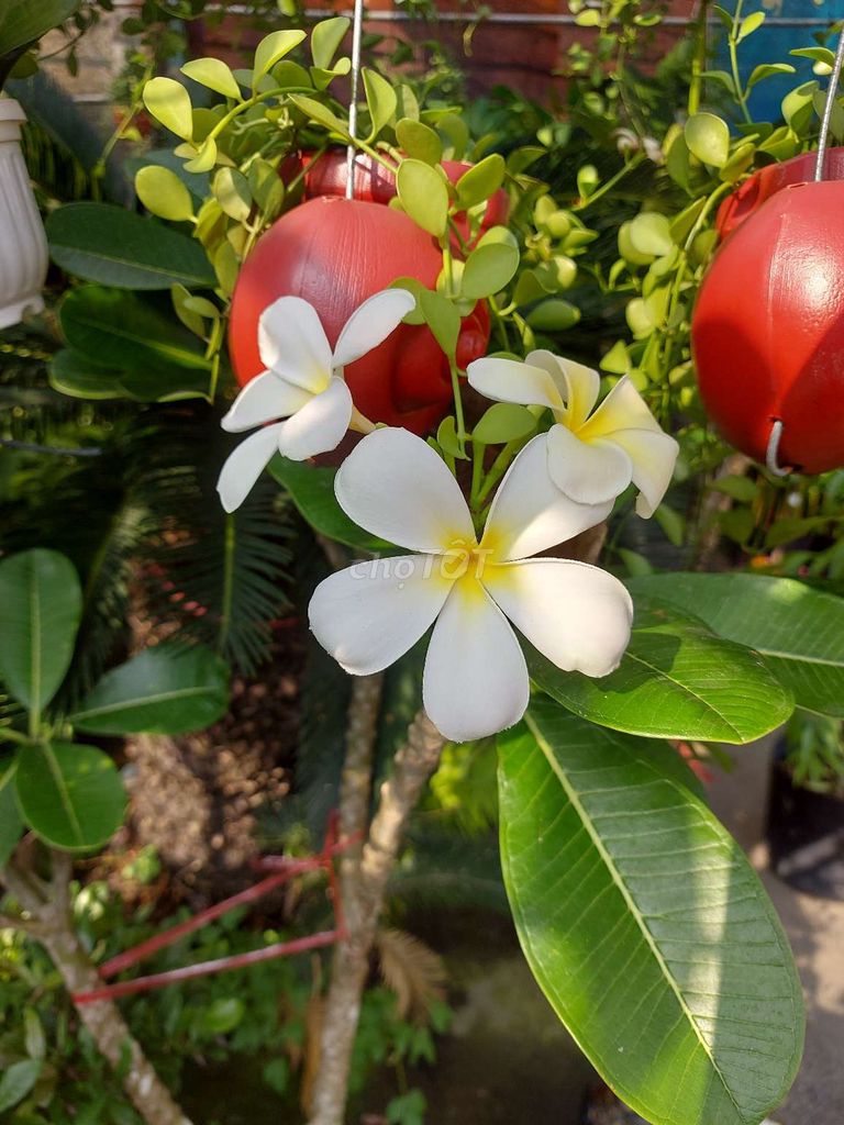 cây hoa sứ Trắng 💕, siêu đẹp💕. Mua bán Cây cảnh, đồ trang trí tại Quận Gò Vấp Tp Hồ Chí Minh được đăng bởi Tô Kem  hình 1