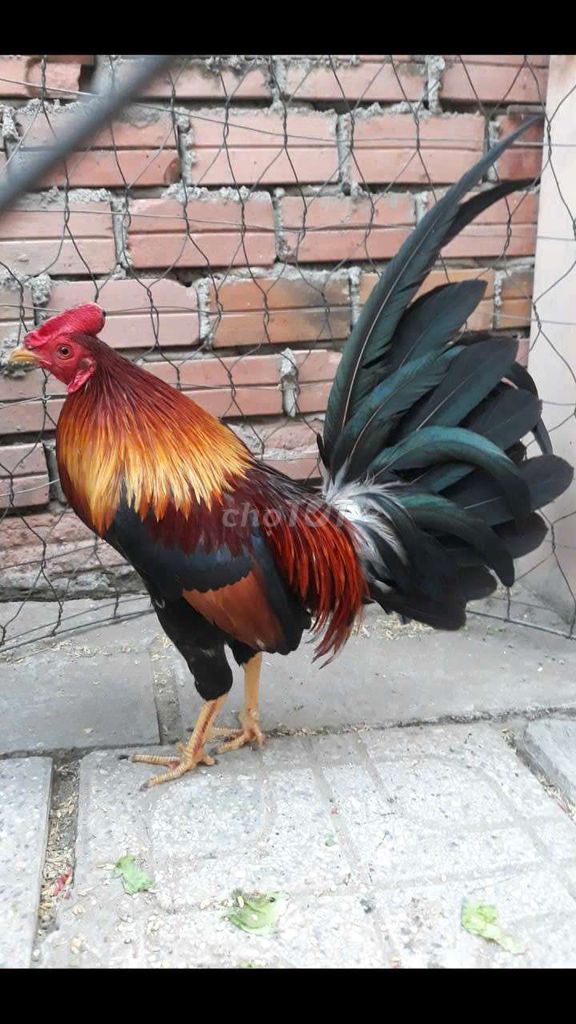 Điều cuban weater 1k4 zin100. Mua bán Gà tại Quận 5 Tp Hồ Chí Minh được đăng bởi Minh Ma Cam hình 1