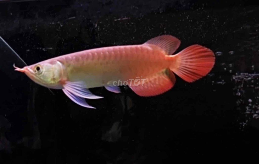 Cá Rồng Huyết Long size 24-25cm. Mua bán Thú cưng khác tại Quận Tân Bình Tp Hồ Chí Minh được đăng bởi Duy Fish hình 1