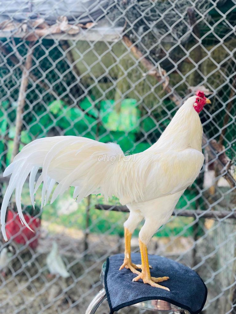 Gà chọi Trắng 2.8kg Đực. Mua bán Gà tại Thành phố Thủ Đức Tp Hồ Chí Minh được đăng bởi lan vo hình 1