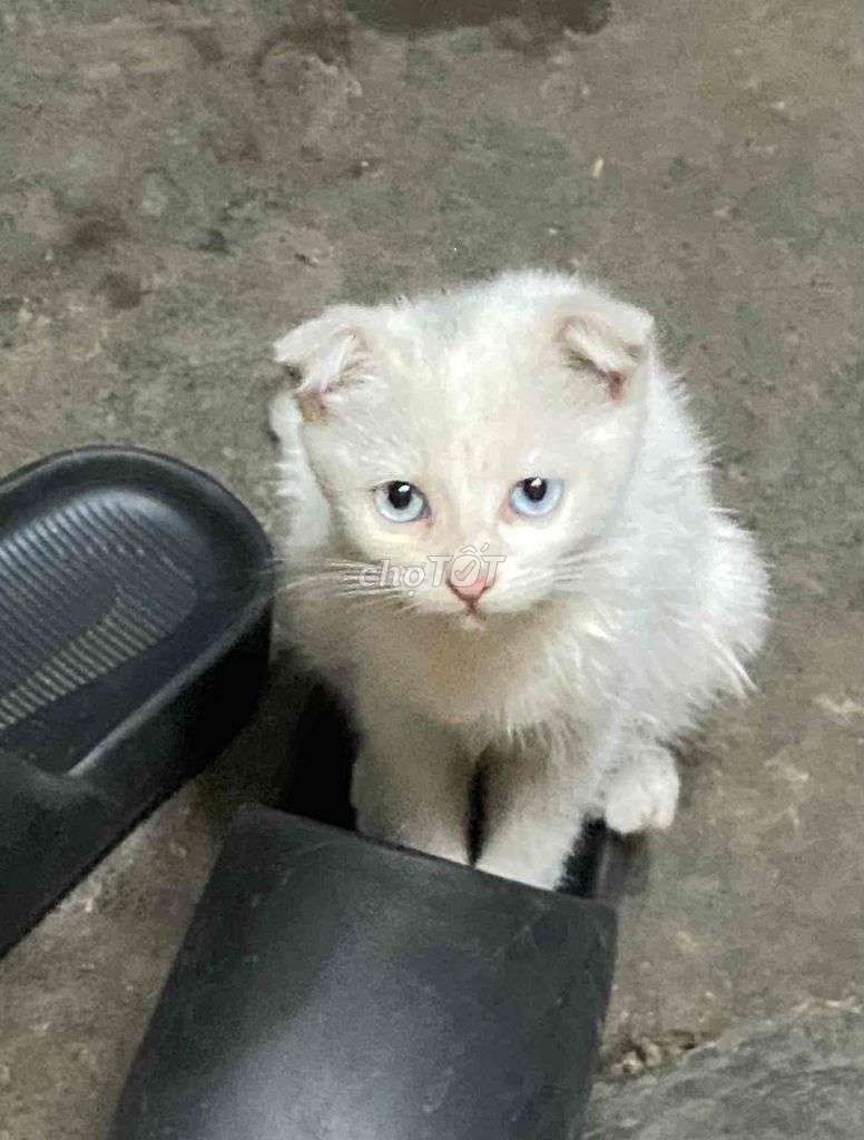 Mèo Trắng Mắt Xanh , Blue eyes white cat. Mua bán Mèo tại Quận Ngô Quyền Hải Phòng được đăng bởi Nguyễn văn sang hình 1
