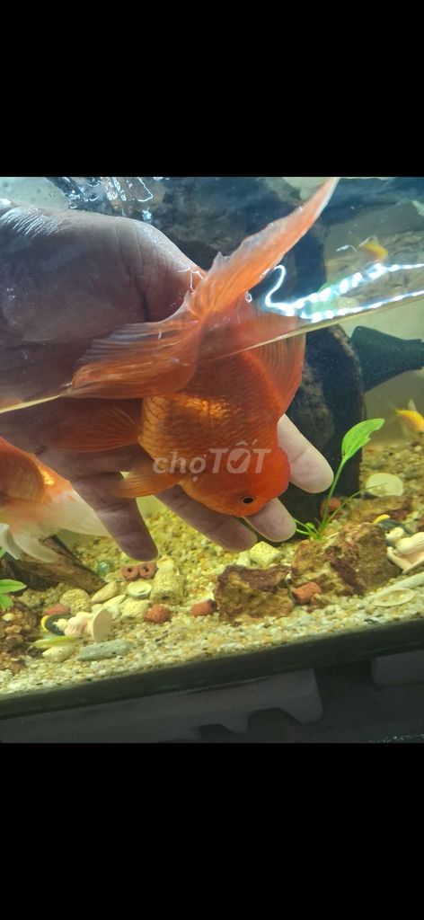 Cặp Cá vàng 3 đuôi đầu lân Cam 4 ngón. Mua bán Thú cưng khác tại Thành phố Tây Ninh Tây Ninh được đăng bởi luân gunpy hình 1