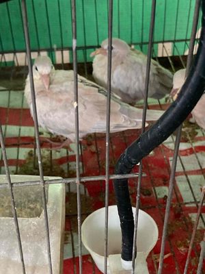 cu gáy pháp. Mua bán Chim tại Quận Hoàng Mai Hà Nội được đăng bởi Huy