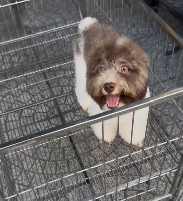 Poodle thuần chuẩn Đà Nẵng, như gấu bông, mắt nâu