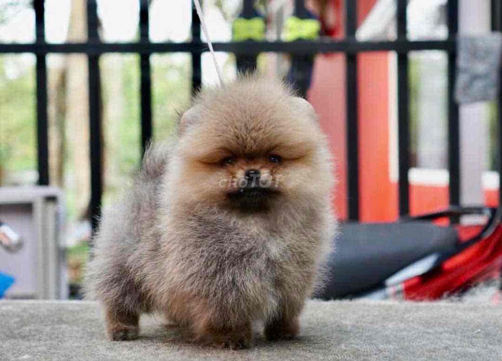 Pom Thái Xám Vàng. Mua bán Chó tại Quận Bình Tân Tp Hồ Chí Minh được đăng bởi Cậu ba bán chó hình 2