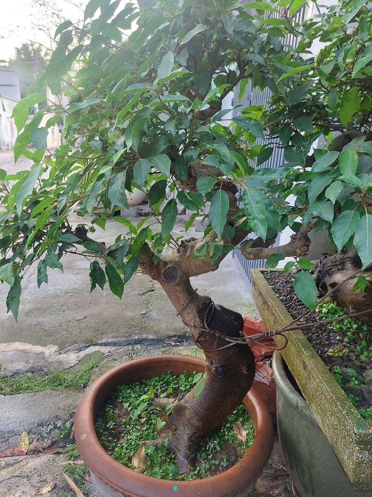Cây sung Bonsai Già, thuần chậu. Mua bán Cây cảnh, đồ trang trí tại Quận 12 Tp Hồ Chí Minh được đăng bởi Phạm Văn Tùng hình 1