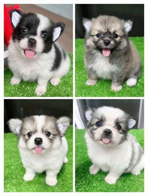 Phóc sóc f, corgi f 65 ngày. Mua bán Chó tại Quận Tân Bình Tp Hồ Chí Minh được đăng bởi Minh nguyễn 