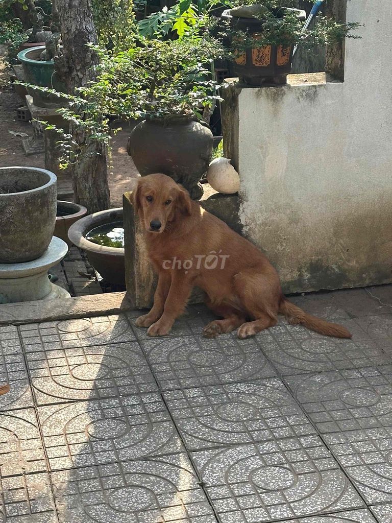 Bé Golden. Mua bán Chó tại Quận Ninh Kiều Cần Thơ được đăng bởi Nguyễn Thế Anh hình 1