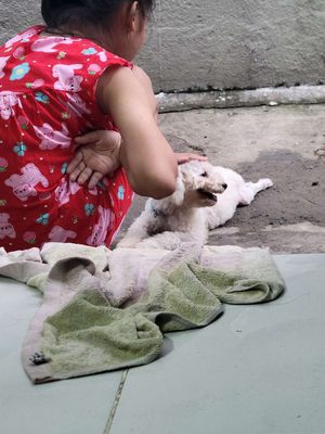 Chó Poodle đực 5 tháng