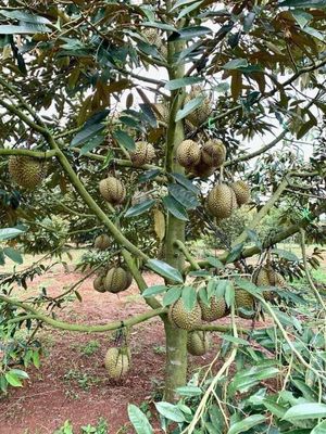 bán đất. Mua bán đất tại Huyện Trảng Bom Đồng Nai được đăng bởi u thùy