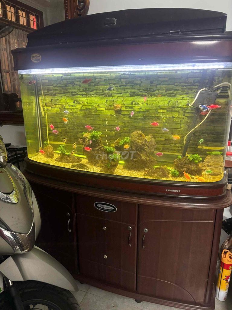 Bể cá cảnh Kính Gỗ Nâu 1m40cm. Mua bán Phụ kiện, Thức ăn, Dịch vụ tại Quận Cầu Giấy Hà Nội được đăng bởi Nguyễn Hưng hình 1