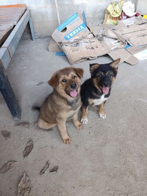 Bán chó. Mua bán Chó tại Thị xã Bến Cát Bình Dương được đăng bởi Thái Bình Dương 