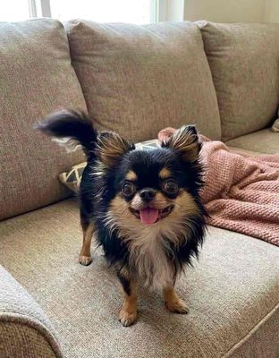 PHỐI CHIHUAHUA LÔNG DÀI GEN THÁI