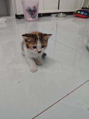 Mèo Anh lông ngắn nhiều màu 8 bé