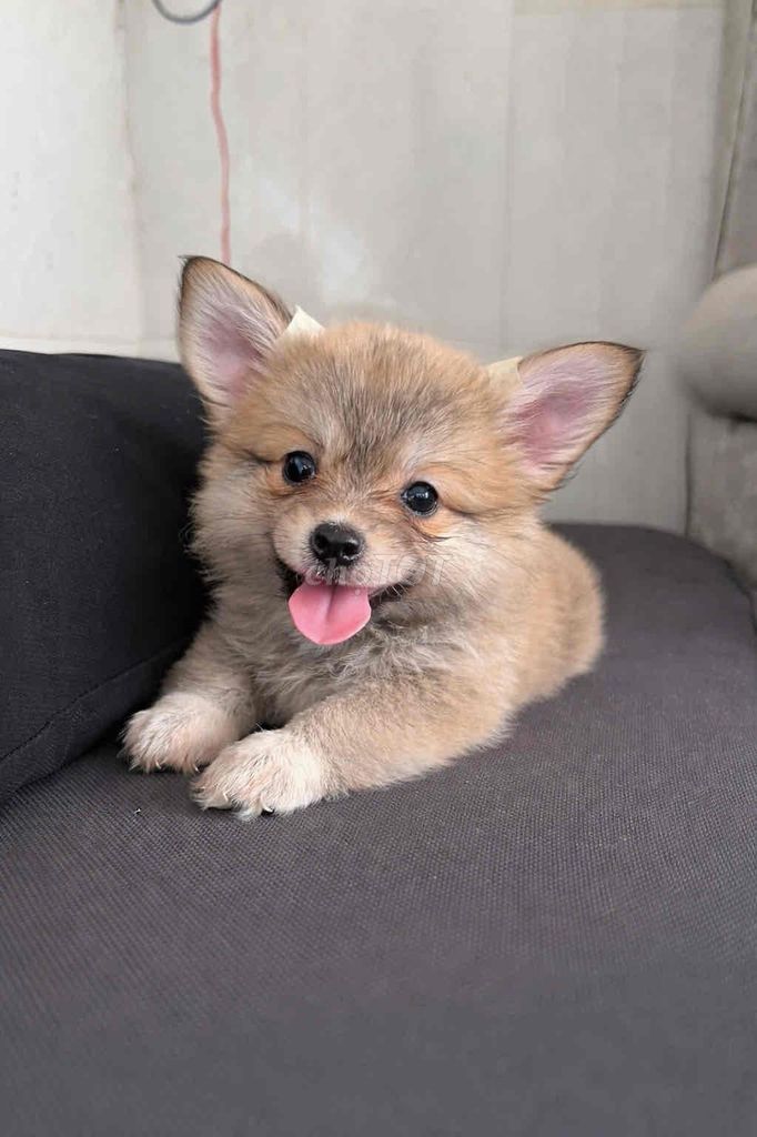 Chó Corgi lai Pomeranian. Mua bán Chó tại Thành phố Thủ Đức Tp Hồ Chí Minh được đăng bởi HÂN kkk hình 1