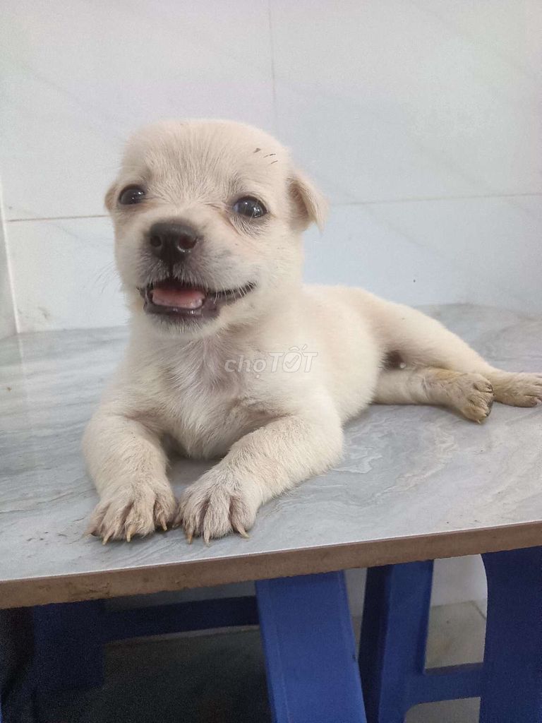 Chó Chihuahua Mini Trắng size mini khôn lanh . Mua bán Chó tại Quận 6 Tp Hồ Chí Minh được đăng bởi Tăng Chí Lương  hình 1
